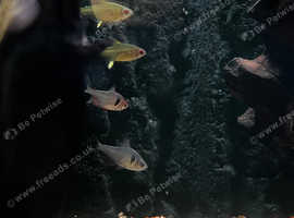 4 tetra and 5 corydoras for sale £35 ono