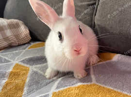 Beatiful Bunny for sale