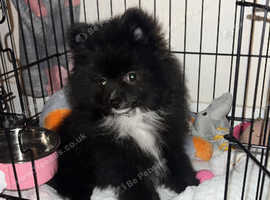 Pomeranian for best sale sale glasgow