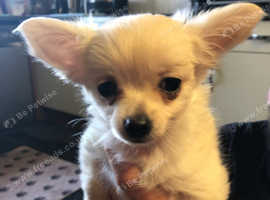 Long Haired Chihuahua Puppies In Vale Of Glamorgan Pets For Sale