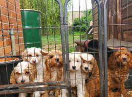 Cavapoopoo's