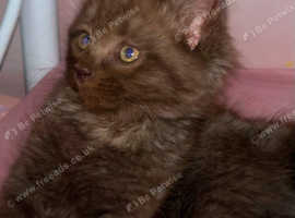Rare unique chocolate smoke Maine coon