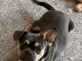 French bulldogs best sale for adoption