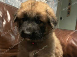 Northern shepherd. Northern Inuit X gsd. # shepski # first  litter