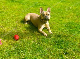 French bulldog