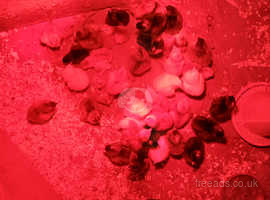 Hatching eggs and dayold chick's.