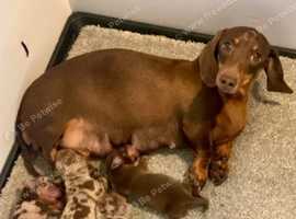 Sweet Miniature Dachshund Puppies - Looking for Loving Homes Soon