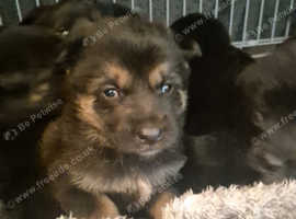 German sheaperd cross Belgium Malinois