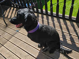 Female sprocker