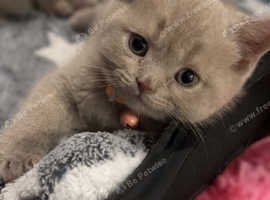 British shorthair