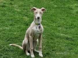 Hancock lurcher store pups for sale