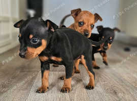 3 miniature pinscher puppies