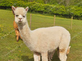 Two lovely BAS registered, experienced breeding females for sale
