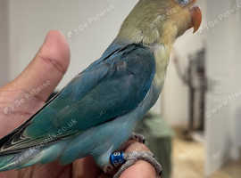 Love bird parblue