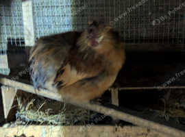 Two Silkie cockreals
