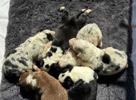 KC registered Australian shepards