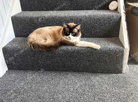 Ragdoll male