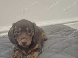 **Reduced** Daschund Puppies