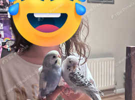 4 beautiful budgies
