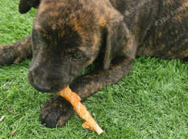 Rotty cross 9 weeks old
