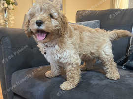 Very curly Henry