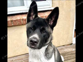 9 Month American Akita For Sale in South Petherton on Freeads