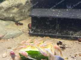 Albino bristlenose plecos