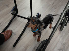 A playful 11 week old male dapple miniature dachshund, Dobby is very friendly and full off fun
