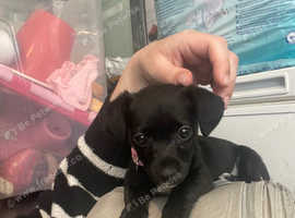 Beautiful black pomchi