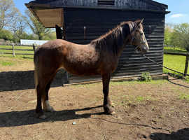 Beautiful buckskin filly