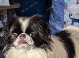 1 year old Japanese chin boy looking for his forever home