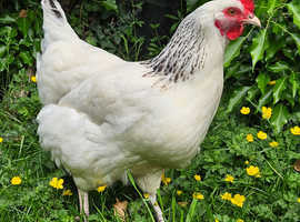 White sussex hen