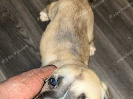 American bull mastiff puppy