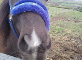 Any family's dream pony!