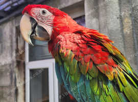 SUPER tame greenwing macaw baby!!