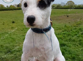 KC Parson Russell Terrier - STUD
