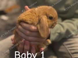 Mini lop x French lop babies, read info