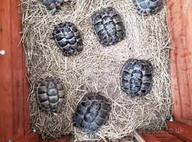 Spur thigh tortoises for sale