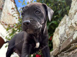 Patterdale puppies