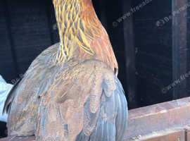 High Quality Point Of Lay, Fully Vaccinated Hybrid Hens