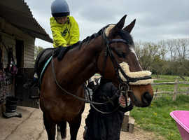 Super safe happy hacker / broodmare / compaion