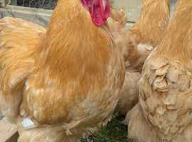 Trio of young Buff Orpington Large Fowl