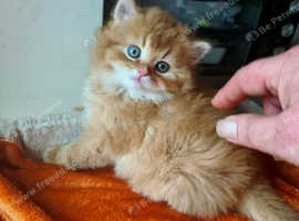 Scotish fold kittens for rehoming