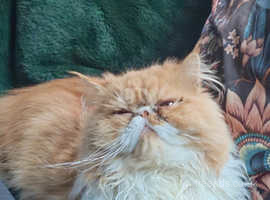 Ginger male Persian