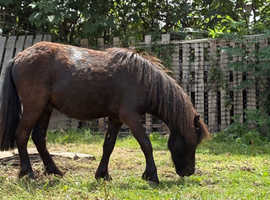 Miniature colt 32"