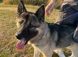 Akita cross malamute for sale