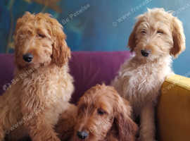 Goldendoodle lancaster hot sale