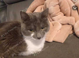 Missing kitten