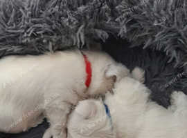 Pedigree puppies for sale
