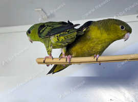 Baby Green Linolated Parakeets,16